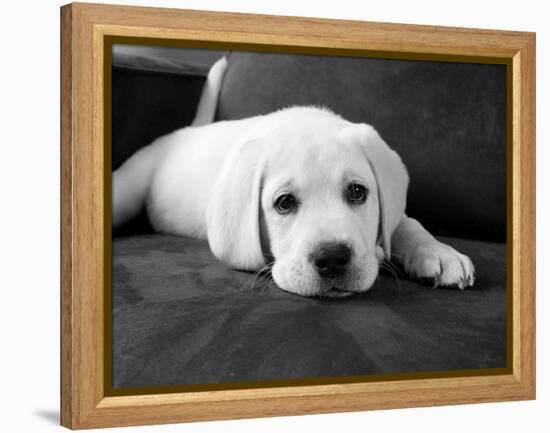 Finn-Kim Levin-Framed Premier Image Canvas