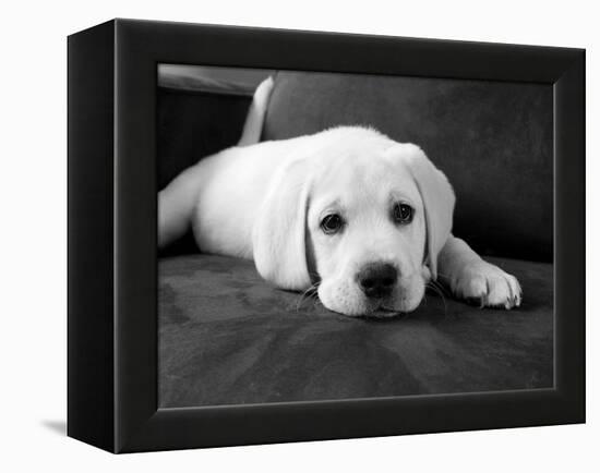 Finn-Kim Levin-Framed Premier Image Canvas