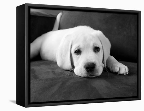 Finn-Kim Levin-Framed Premier Image Canvas