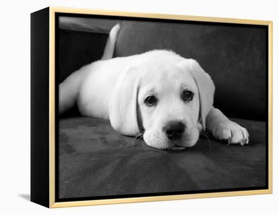 Finn-Kim Levin-Framed Premier Image Canvas