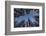 Fir Full of Snow in Bright Sunshine Photographed from Below-Niki Haselwanter-Framed Photographic Print