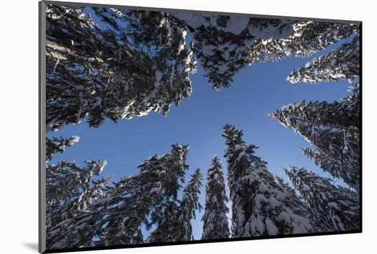 Fir Full of Snow in Bright Sunshine Photographed from Below-Niki Haselwanter-Mounted Photographic Print