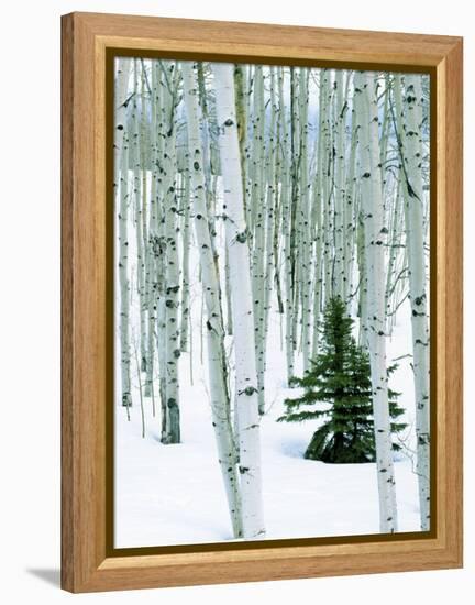 Fir in Aspen grove, Dixie National Forest, Utah, USA-Charles Gurche-Framed Premier Image Canvas