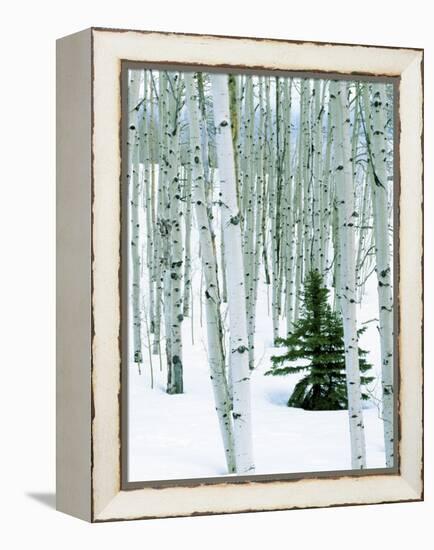 Fir in Aspen grove, Dixie National Forest, Utah, USA-Charles Gurche-Framed Premier Image Canvas