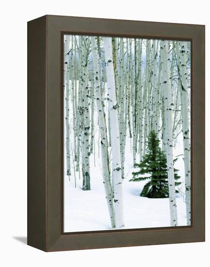 Fir in Aspen grove, Dixie National Forest, Utah, USA-Charles Gurche-Framed Premier Image Canvas