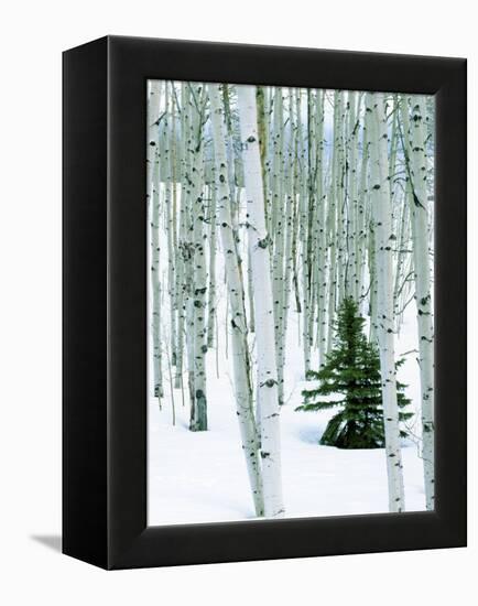 Fir in Aspen grove, Dixie National Forest, Utah, USA-Charles Gurche-Framed Premier Image Canvas