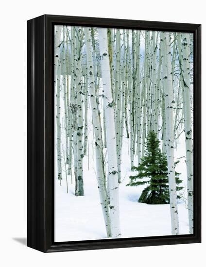 Fir in Aspen grove, Dixie National Forest, Utah, USA-Charles Gurche-Framed Premier Image Canvas