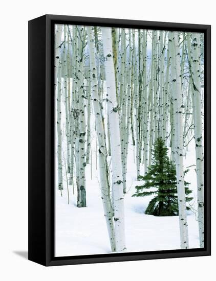 Fir in Aspen grove, Dixie National Forest, Utah, USA-Charles Gurche-Framed Premier Image Canvas