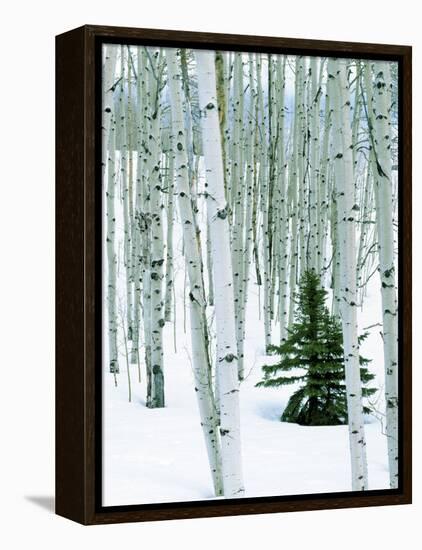 Fir in Aspen grove, Dixie National Forest, Utah, USA-Charles Gurche-Framed Premier Image Canvas