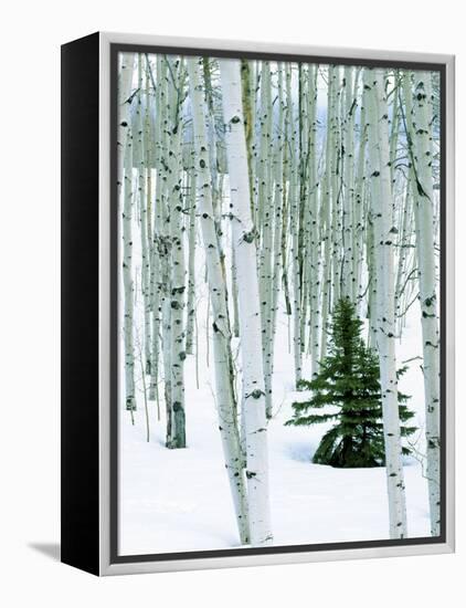 Fir in Aspen grove, Dixie National Forest, Utah, USA-Charles Gurche-Framed Premier Image Canvas