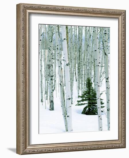 Fir in Aspen grove, Dixie National Forest, Utah, USA-Charles Gurche-Framed Photographic Print