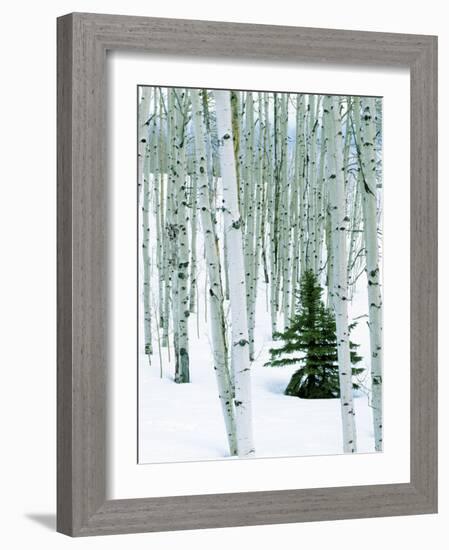 Fir in Aspen grove, Dixie National Forest, Utah, USA-Charles Gurche-Framed Photographic Print