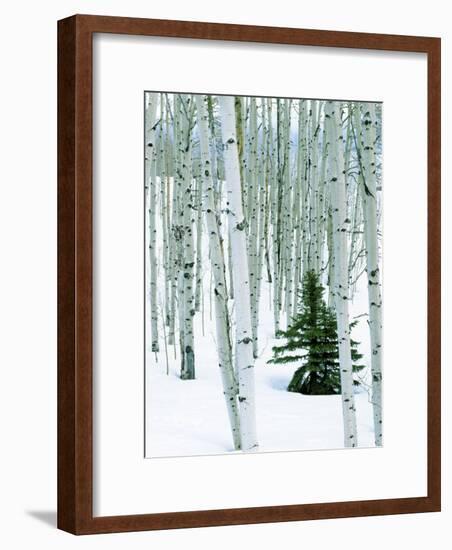 Fir in Aspen grove, Dixie National Forest, Utah, USA-Charles Gurche-Framed Photographic Print