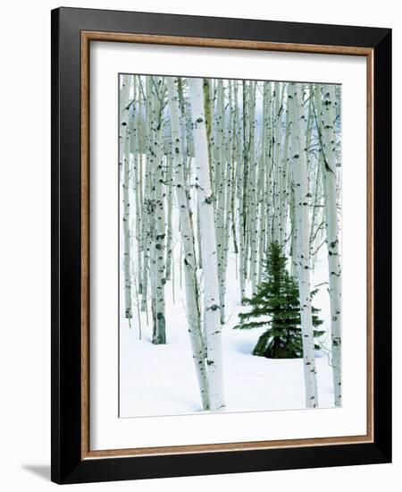 Fir in Aspen grove, Dixie National Forest, Utah, USA-Charles Gurche-Framed Photographic Print