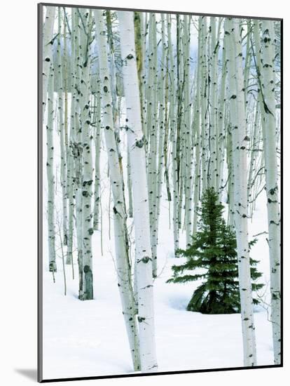 Fir in Aspen grove, Dixie National Forest, Utah, USA-Charles Gurche-Mounted Photographic Print