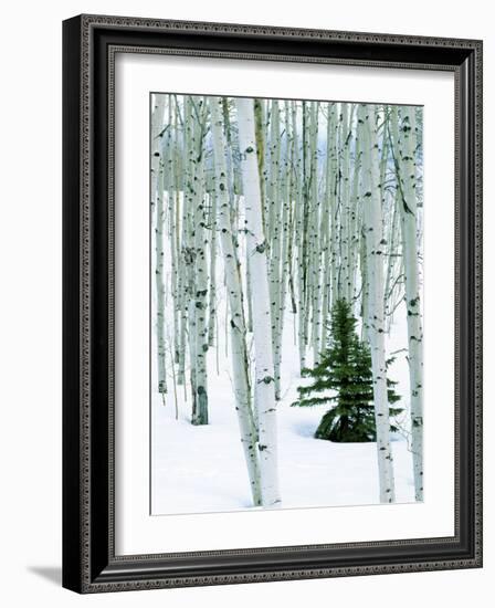 Fir in Aspen grove, Dixie National Forest, Utah, USA-Charles Gurche-Framed Photographic Print