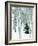 Fir in Aspen grove, Dixie National Forest, Utah, USA-Charles Gurche-Framed Photographic Print