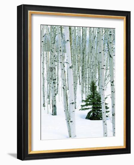 Fir in Aspen grove, Dixie National Forest, Utah, USA-Charles Gurche-Framed Photographic Print