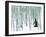 Fir in Aspen grove, Dixie National Forest, Utah, USA-Charles Gurche-Framed Photographic Print