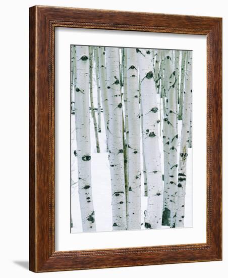 Fir in Aspen grove, Dixie National Forest, Utah, USA-Charles Gurche-Framed Photographic Print