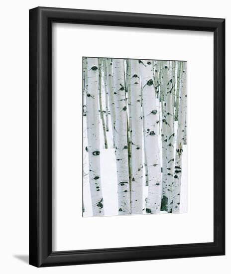 Fir in Aspen grove, Dixie National Forest, Utah, USA-Charles Gurche-Framed Photographic Print