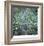 Fir Needles-Ken Bremer-Framed Limited Edition