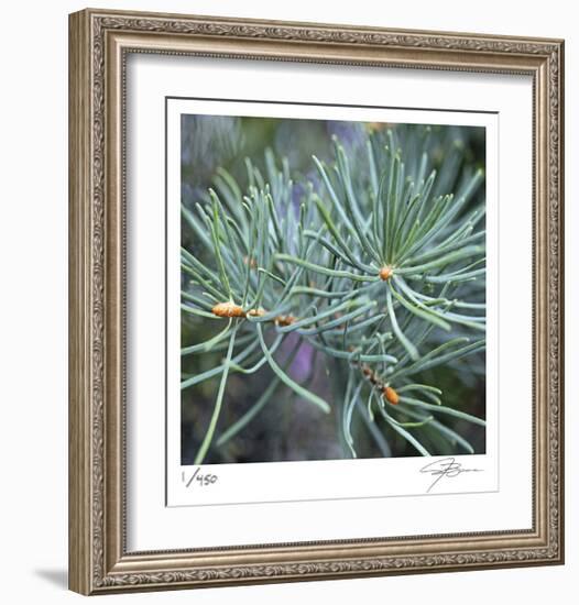 Fir Needles-Ken Bremer-Framed Limited Edition