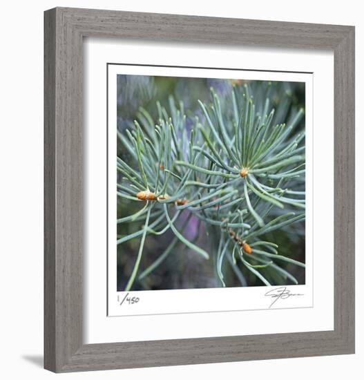 Fir Needles-Ken Bremer-Framed Limited Edition