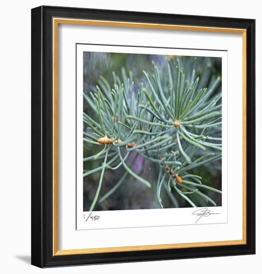 Fir Needles-Ken Bremer-Framed Limited Edition