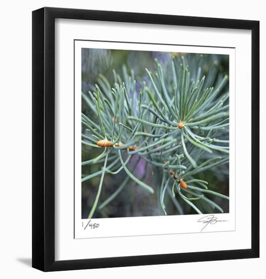 Fir Needles-Ken Bremer-Framed Limited Edition