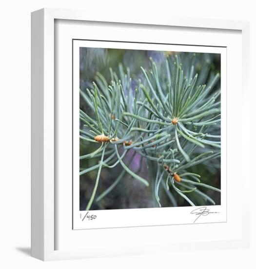 Fir Needles-Ken Bremer-Framed Limited Edition