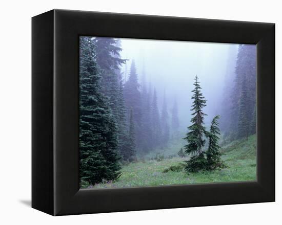 Fir Trees and Fog, Mt. Rainier National Park, Washington, USA-Jamie & Judy Wild-Framed Premier Image Canvas
