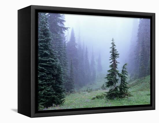 Fir Trees and Fog, Mt. Rainier National Park, Washington, USA-Jamie & Judy Wild-Framed Premier Image Canvas