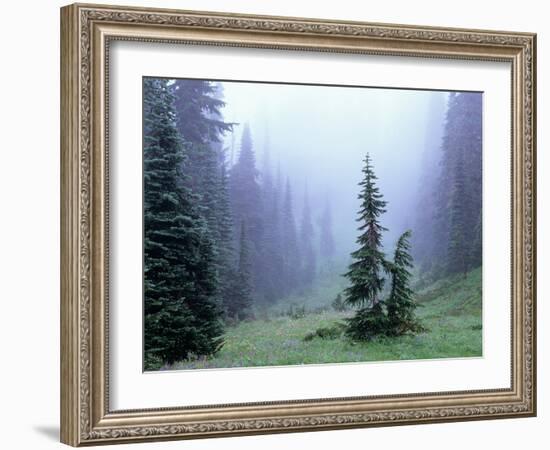 Fir Trees and Fog, Mt. Rainier National Park, Washington, USA-Jamie & Judy Wild-Framed Photographic Print