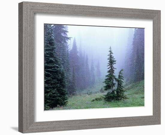 Fir Trees and Fog, Mt. Rainier National Park, Washington, USA-Jamie & Judy Wild-Framed Photographic Print