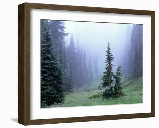 Fir Trees and Fog, Mt. Rainier National Park, Washington, USA-Jamie & Judy Wild-Framed Photographic Print