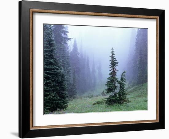 Fir Trees and Fog, Mt. Rainier National Park, Washington, USA-Jamie & Judy Wild-Framed Photographic Print