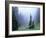 Fir Trees and Fog, Mt. Rainier National Park, Washington, USA-Jamie & Judy Wild-Framed Photographic Print