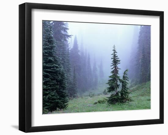 Fir Trees and Fog, Mt. Rainier National Park, Washington, USA-Jamie & Judy Wild-Framed Photographic Print