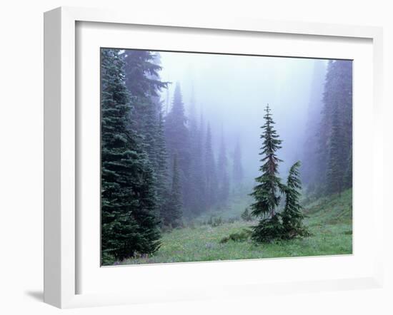 Fir Trees and Fog, Mt. Rainier National Park, Washington, USA-Jamie & Judy Wild-Framed Photographic Print