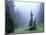 Fir Trees and Fog, Mt. Rainier National Park, Washington, USA-Jamie & Judy Wild-Mounted Photographic Print