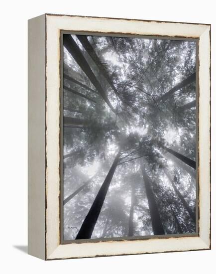 Fir Trees I-Alan Majchrowicz-Framed Stretched Canvas