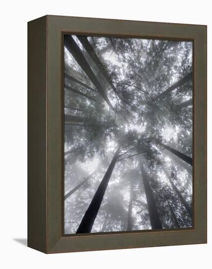 Fir Trees I-Alan Majchrowicz-Framed Stretched Canvas