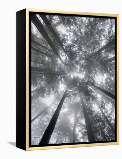 Fir Trees I-Alan Majchrowicz-Framed Stretched Canvas