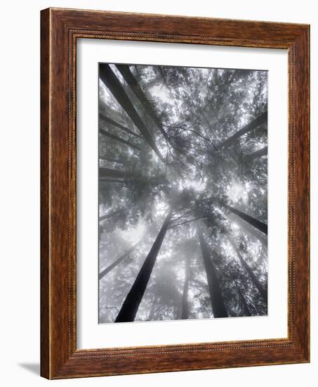 Fir Trees I-Alan Majchrowicz-Framed Photo