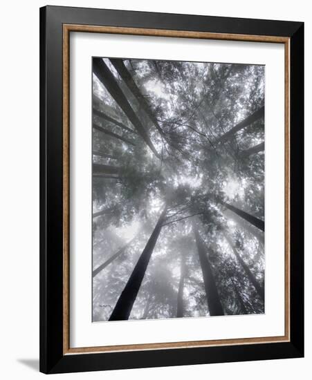 Fir Trees I-Alan Majchrowicz-Framed Photo