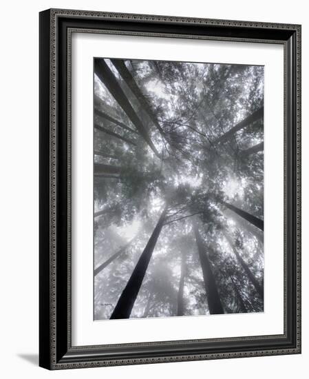 Fir Trees I-Alan Majchrowicz-Framed Photo