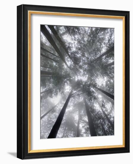 Fir Trees I-Alan Majchrowicz-Framed Photo