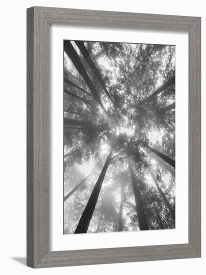 Fir Trees I-Alan Majchrowicz-Framed Photo