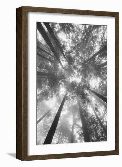 Fir Trees I-Alan Majchrowicz-Framed Photo